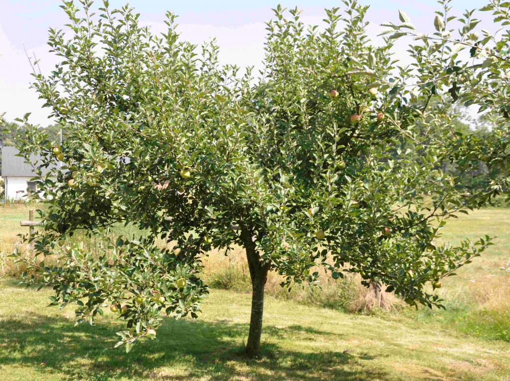 Äppleträd gallras för att ge frukten bättre utvecklingsmöjligheter.