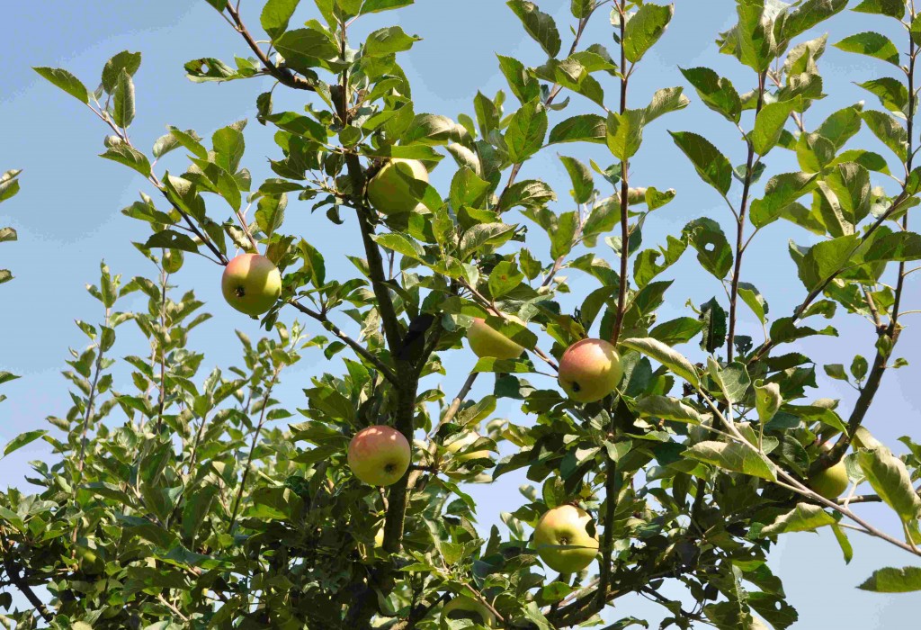 Grenverk på äppleträd efter gallring.