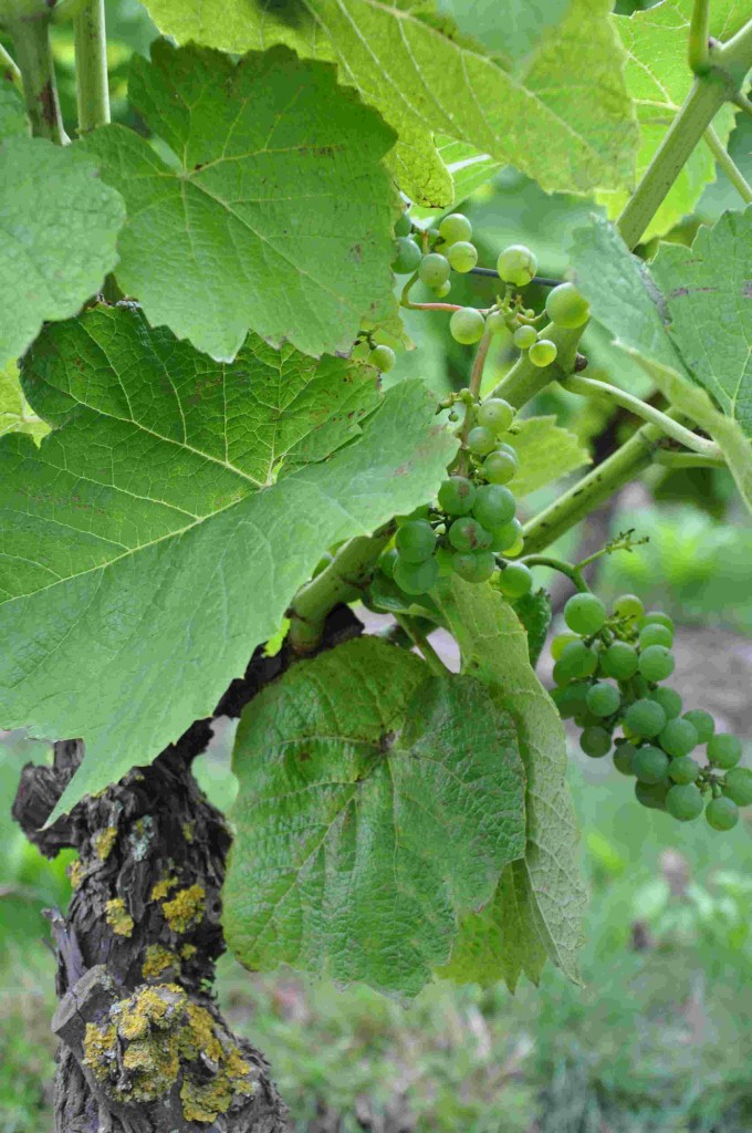 Vindruvorna mognar längst ner på vinstocken.