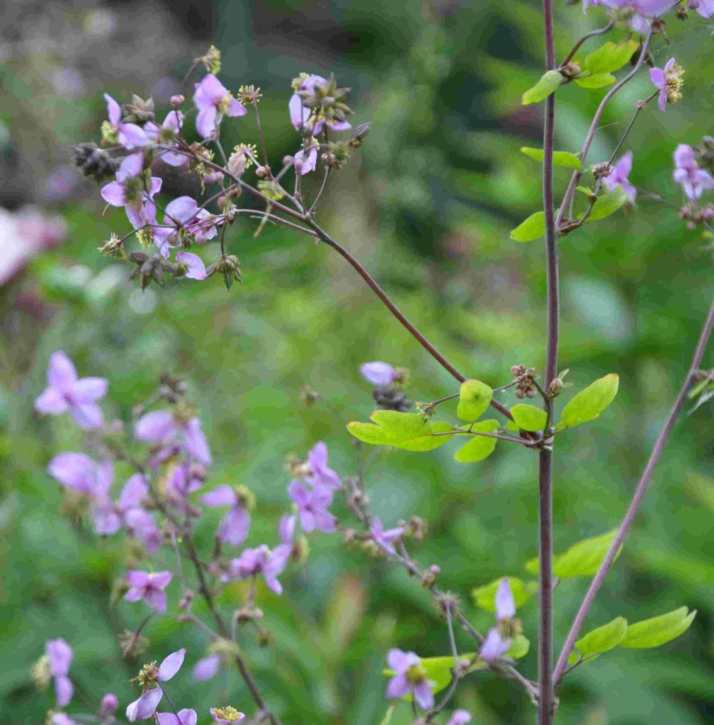 Skuggviolruta är en högväxt men skir perenn som har pyttesmå lila blommor.