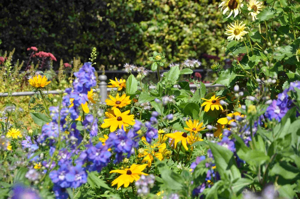 Blått och gult är en klassisk färgkombination i blommor.