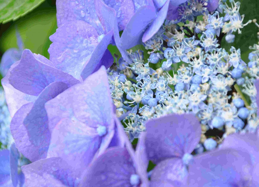 Blå hortensiablommor kräver sur jord.