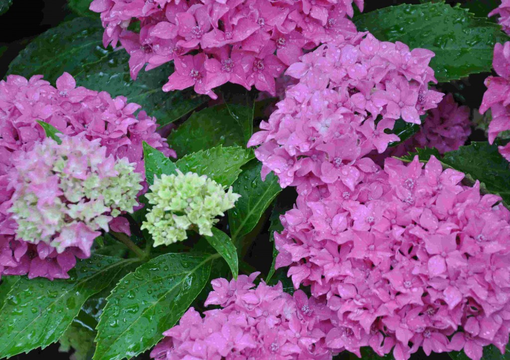 Rosafärgade blir hortensiorna vid högt eller neutralt pH.
