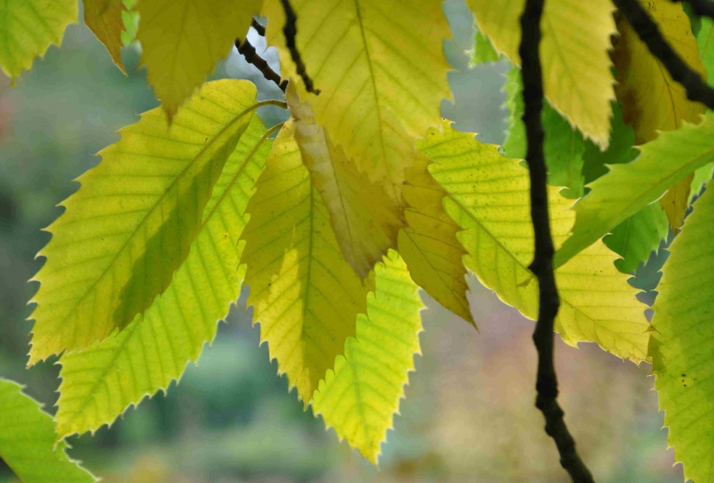 Kastanjens blad blir gula till hösten.