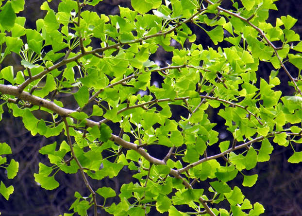 Ginkgo är det äldsta nu levande trädslaget som härstammar från dinosauriernas tid.