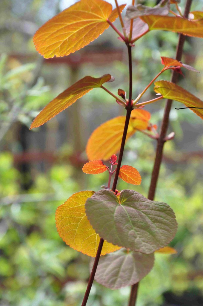 Katsuran har bronsfärgade blad på våren.