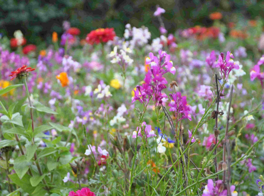 Blomsteräng i färdig fröblandning för större ängsytor i offentlig miljö.