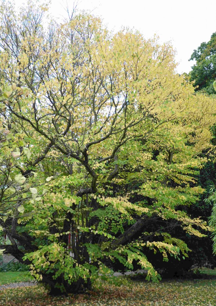 Katsuran blir ett karaktärsfullt, flerstammigt träd eller stor buske. 