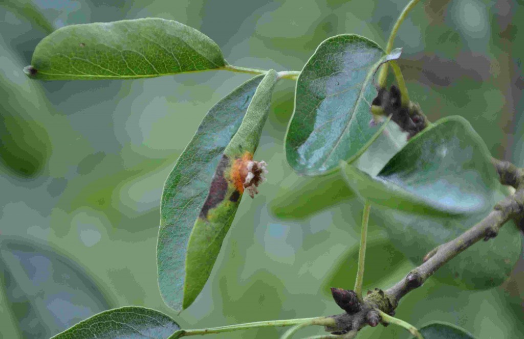 Rostfläckar på päronens blad ger taggliknande utskott på bladens undersidor.
