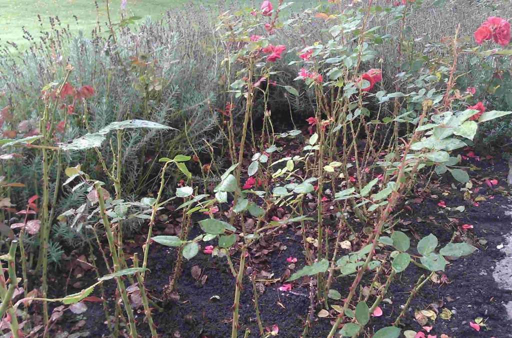Svartfläcksjukan angriper rosor under fuktiga somrar.
