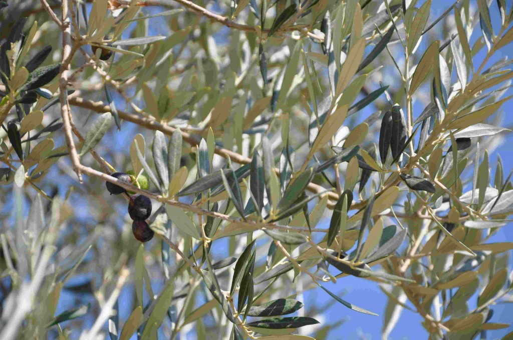 Olivträden bildar frukt på årsskotten och blommar efter en liten köldperiod.