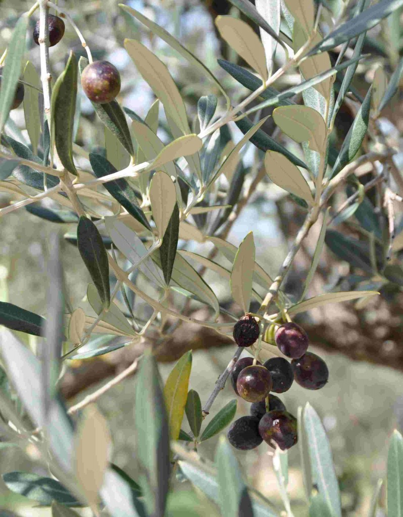 Olivträdets frukter måste ligga i saltlake innan de kan ätas.