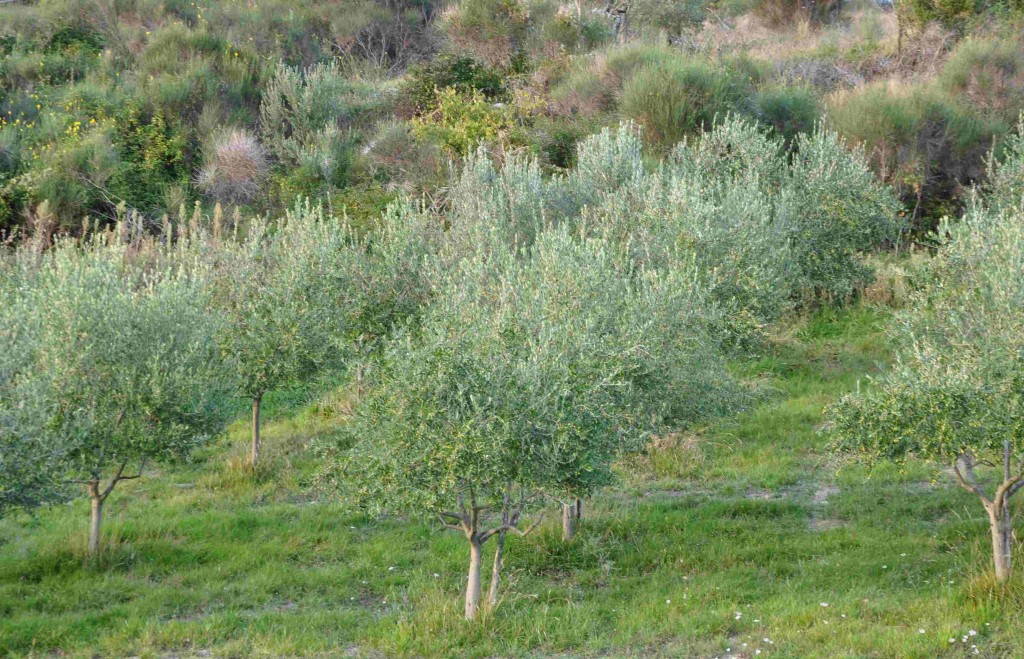 Olivträden trivs i en solig slänt i stenrik jord.