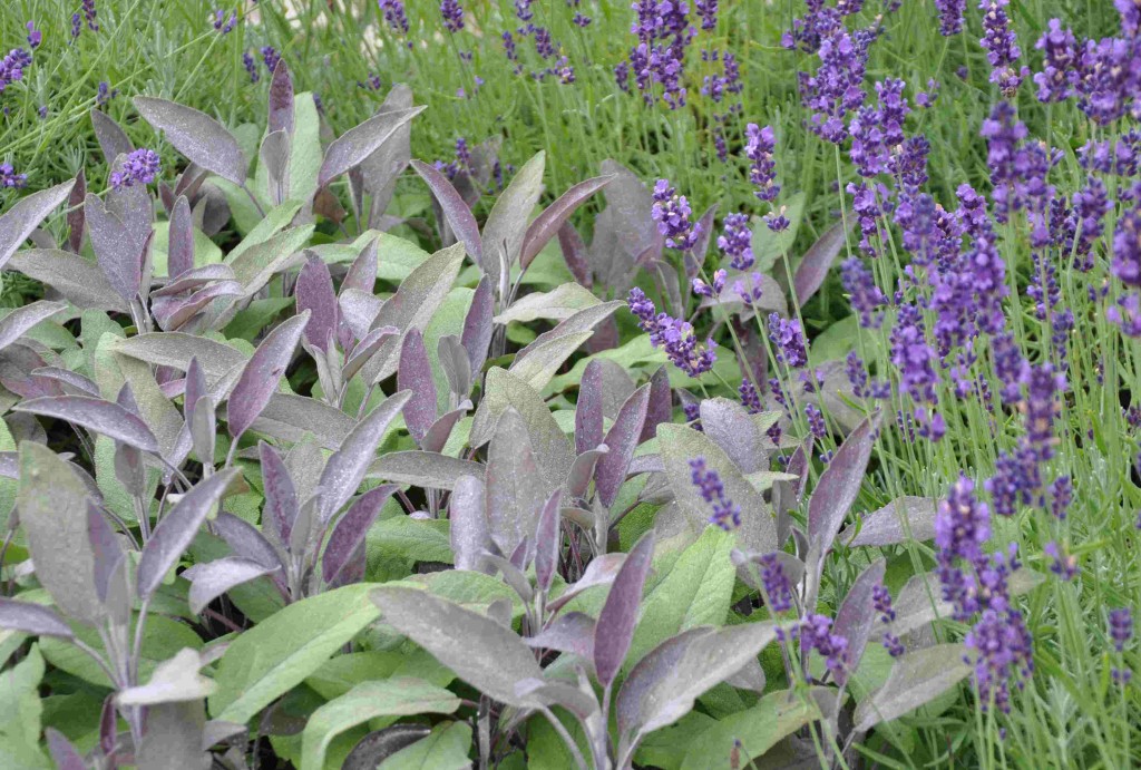 Lavendeln gör sig bra ihop med kyliga färger som salvians blekblå blad.