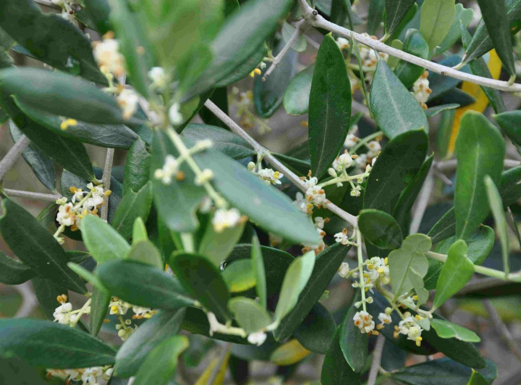 Olivträdet blommar rikligt under sommaren om det fått sig en liten köldknäpp under vintern.