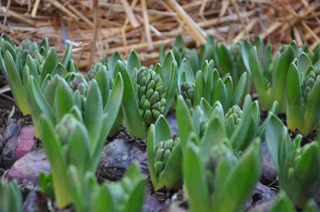 Blå hyacinter har lilafärgade lökskal.