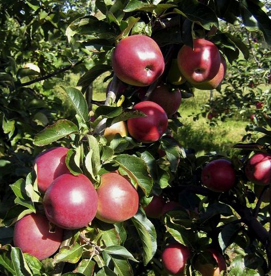 Äpplet Lovisa passar den som får ont i magen av äpplesyra.