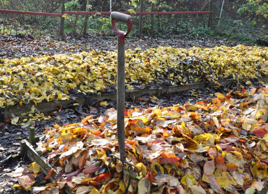 Genom att täcka odlingarna med löv över vintern ökar du mullhalten till nästa säsong.