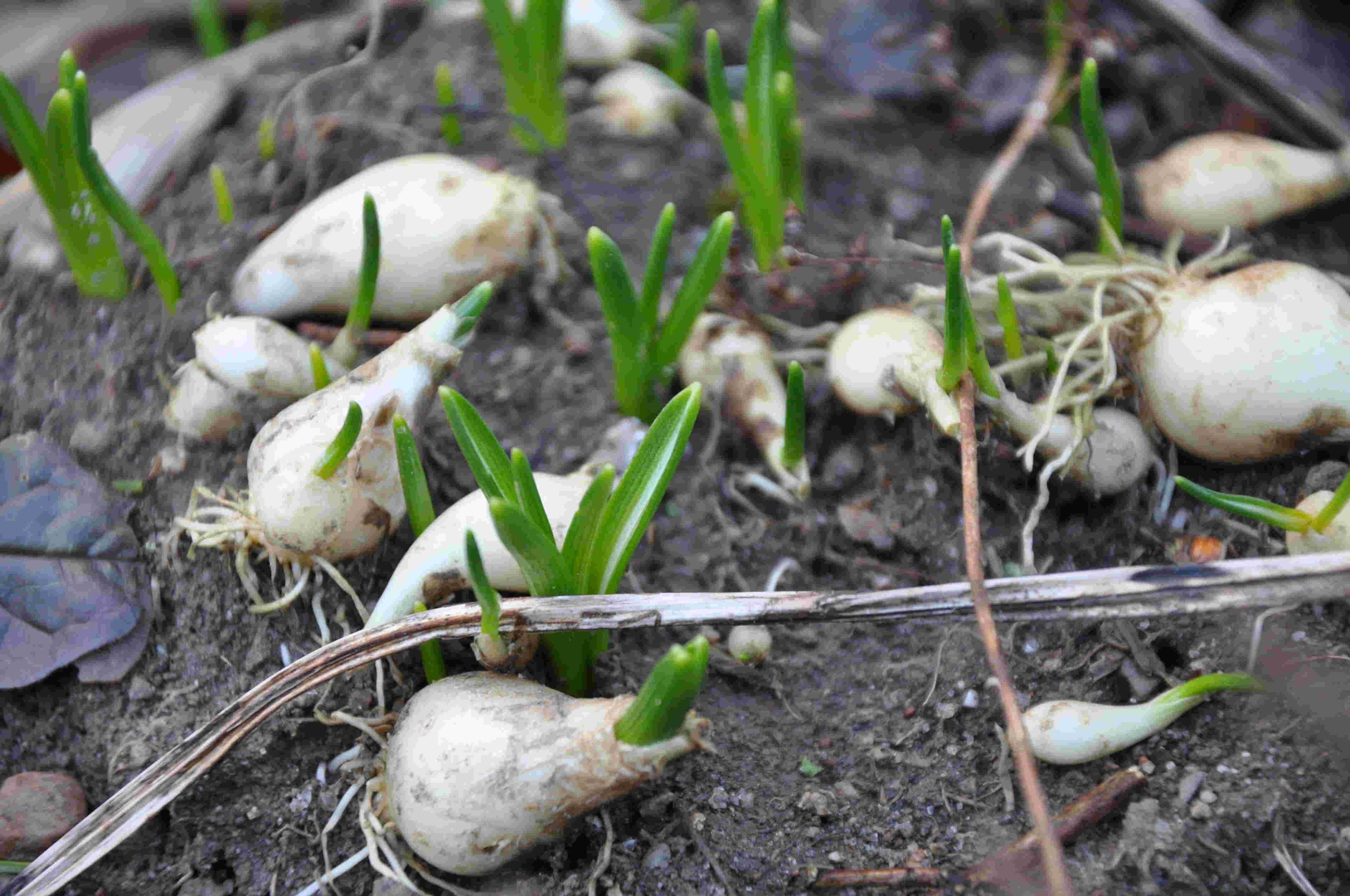 Pärlhyacinten har små vita lökar som inte behöver mycket jord.