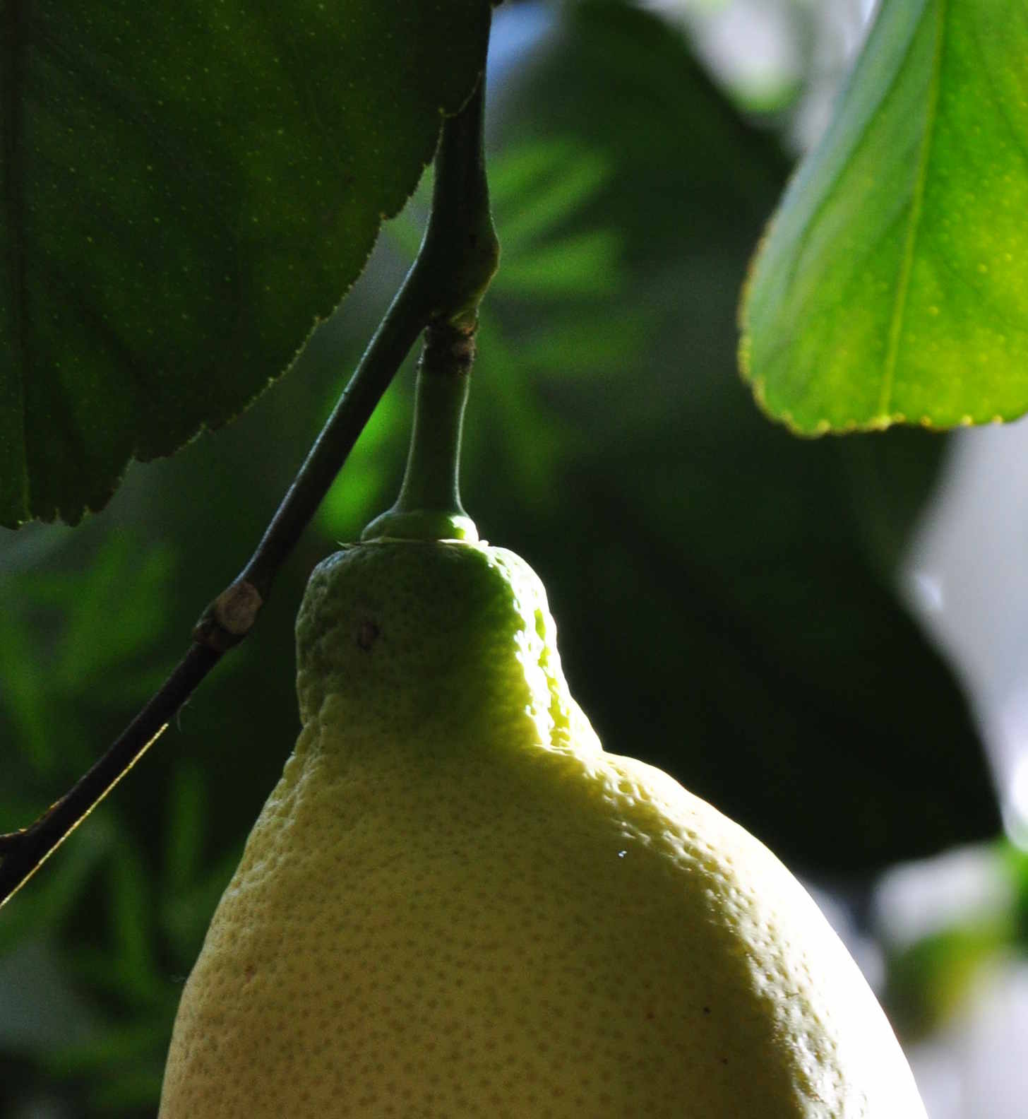 Citronplantan kräver mycket ljus och näring hela året.
