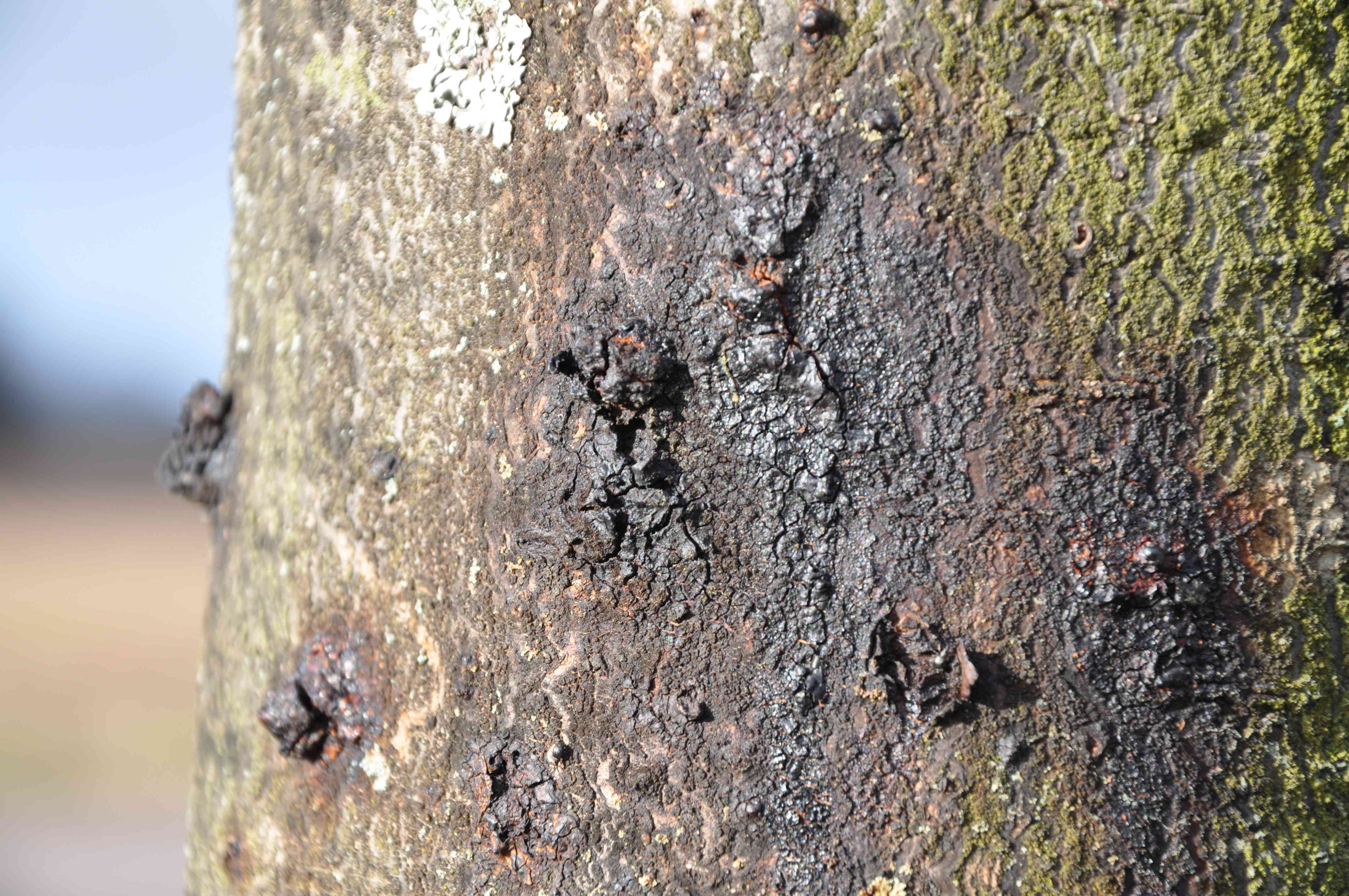 Syrenbakterios slår hårt mot hästkastanjer och ger först blödande svarta fläckar.