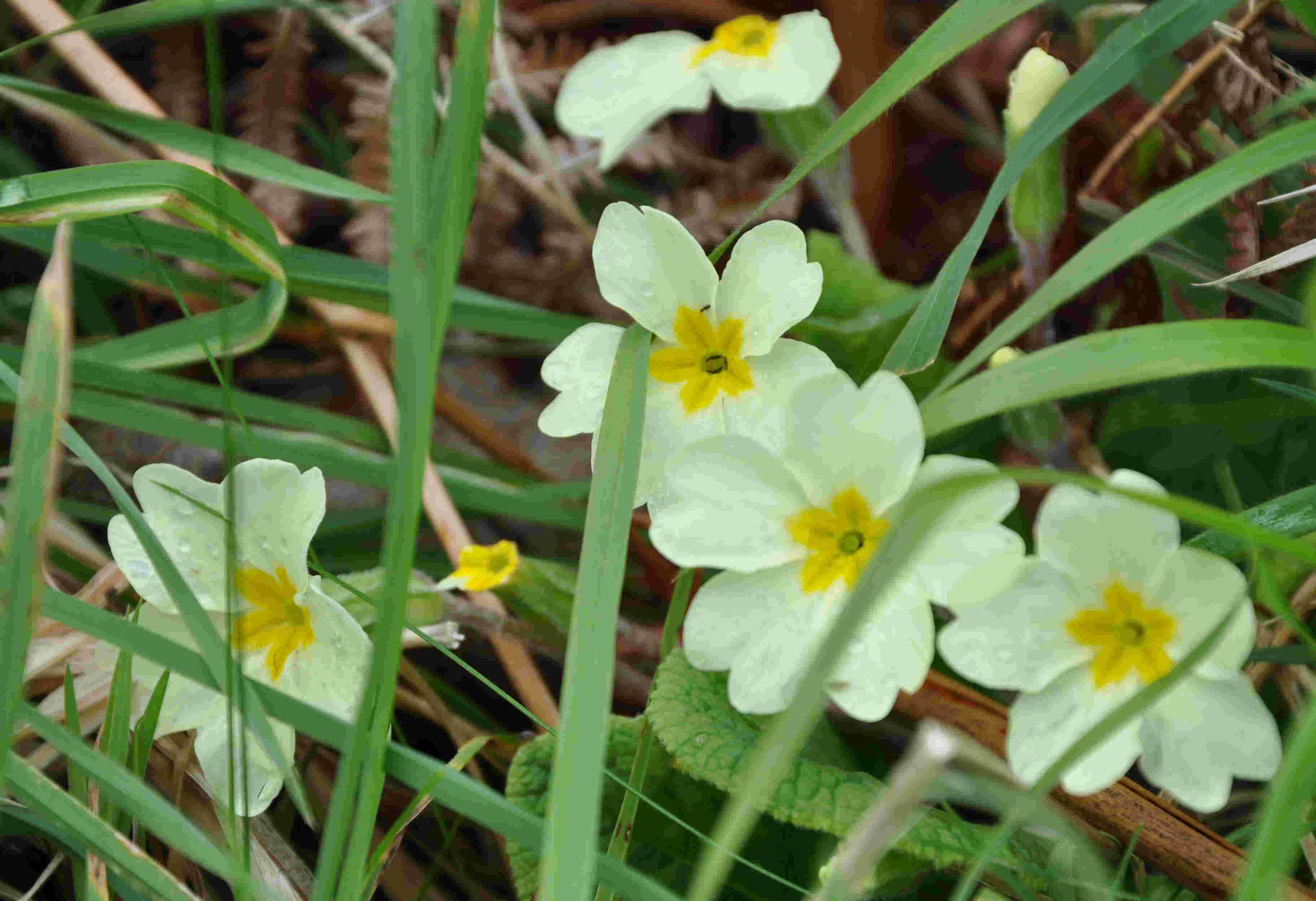 Primulan växer vild i Skottland.