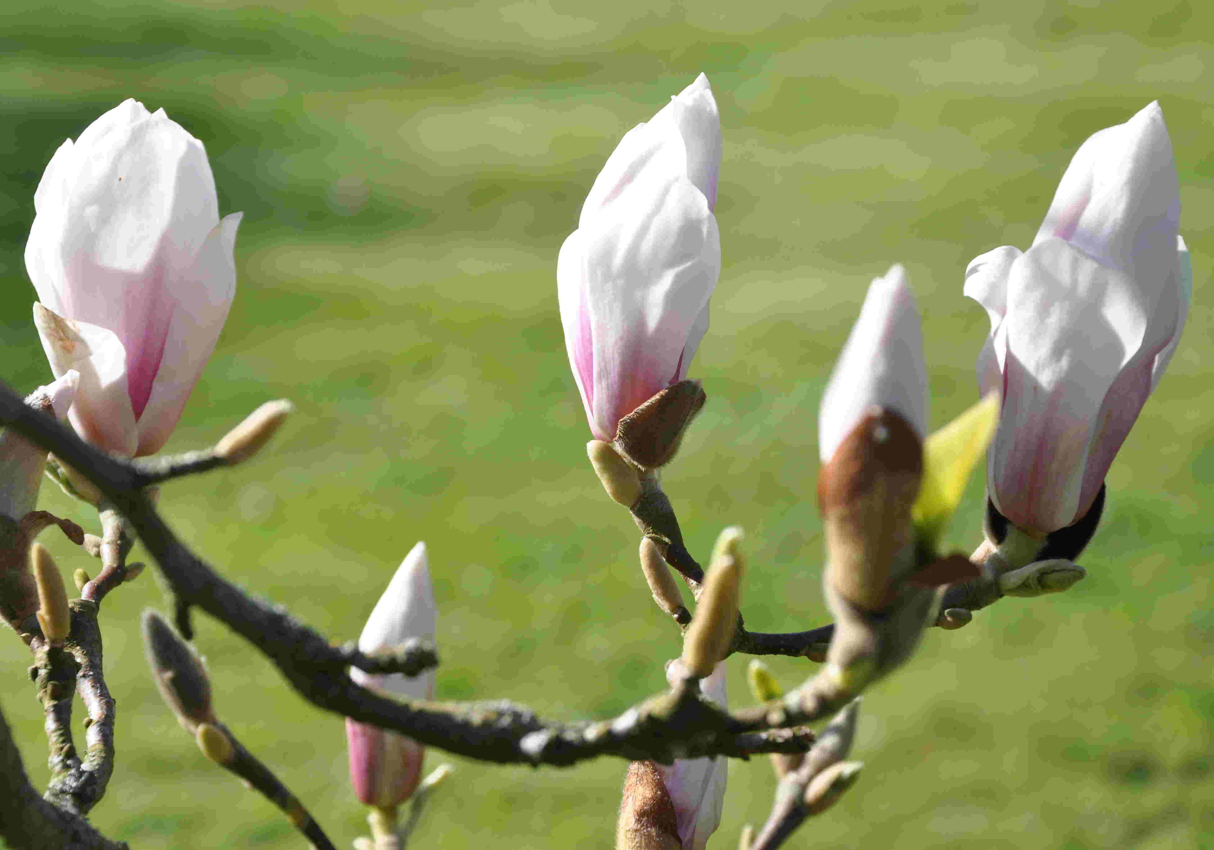 Mgnoliorna har stora knoppar och breda blommor som utslagna.