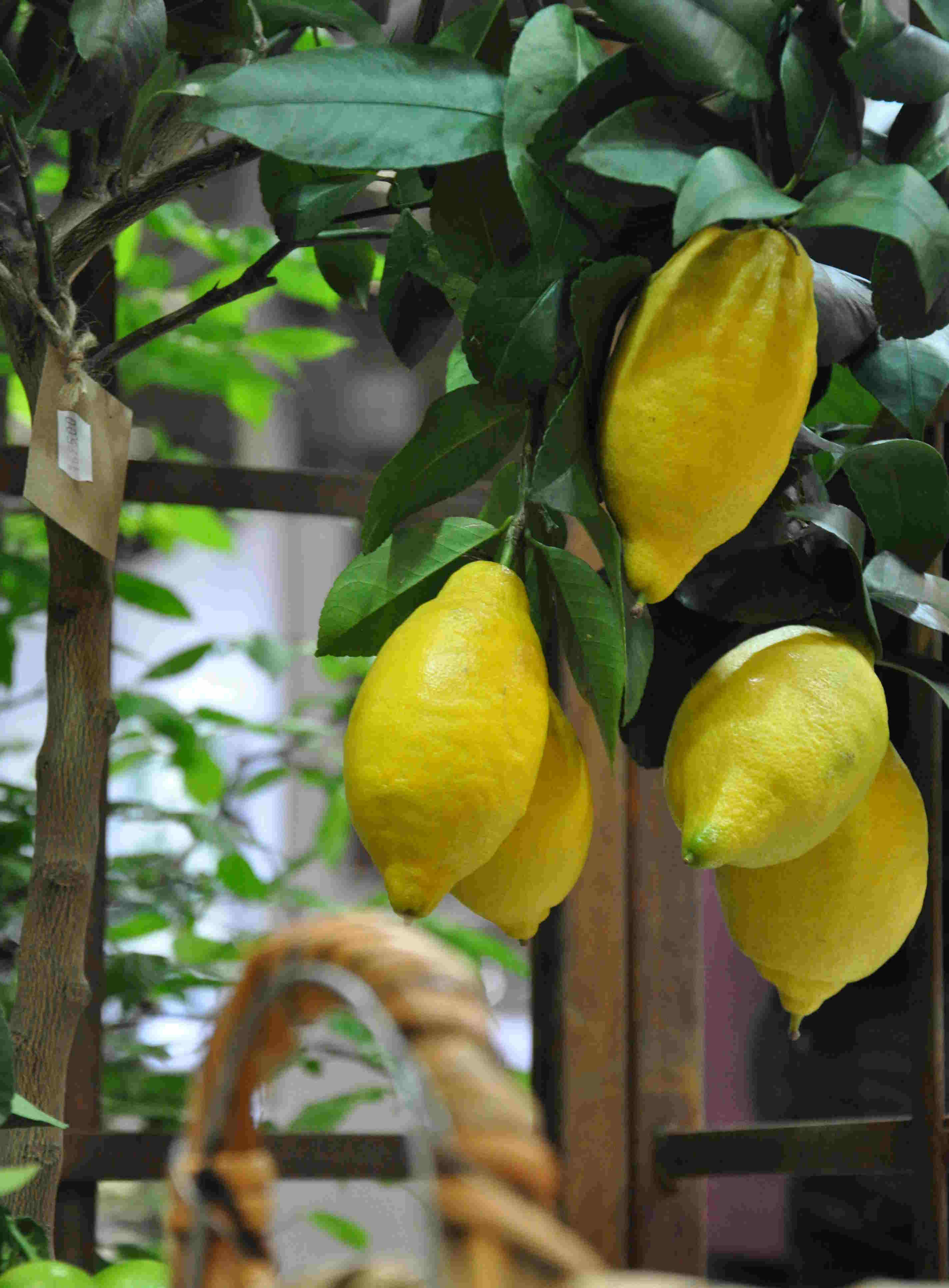 Citronträden kräver jämn vattning med citrusgödsel.