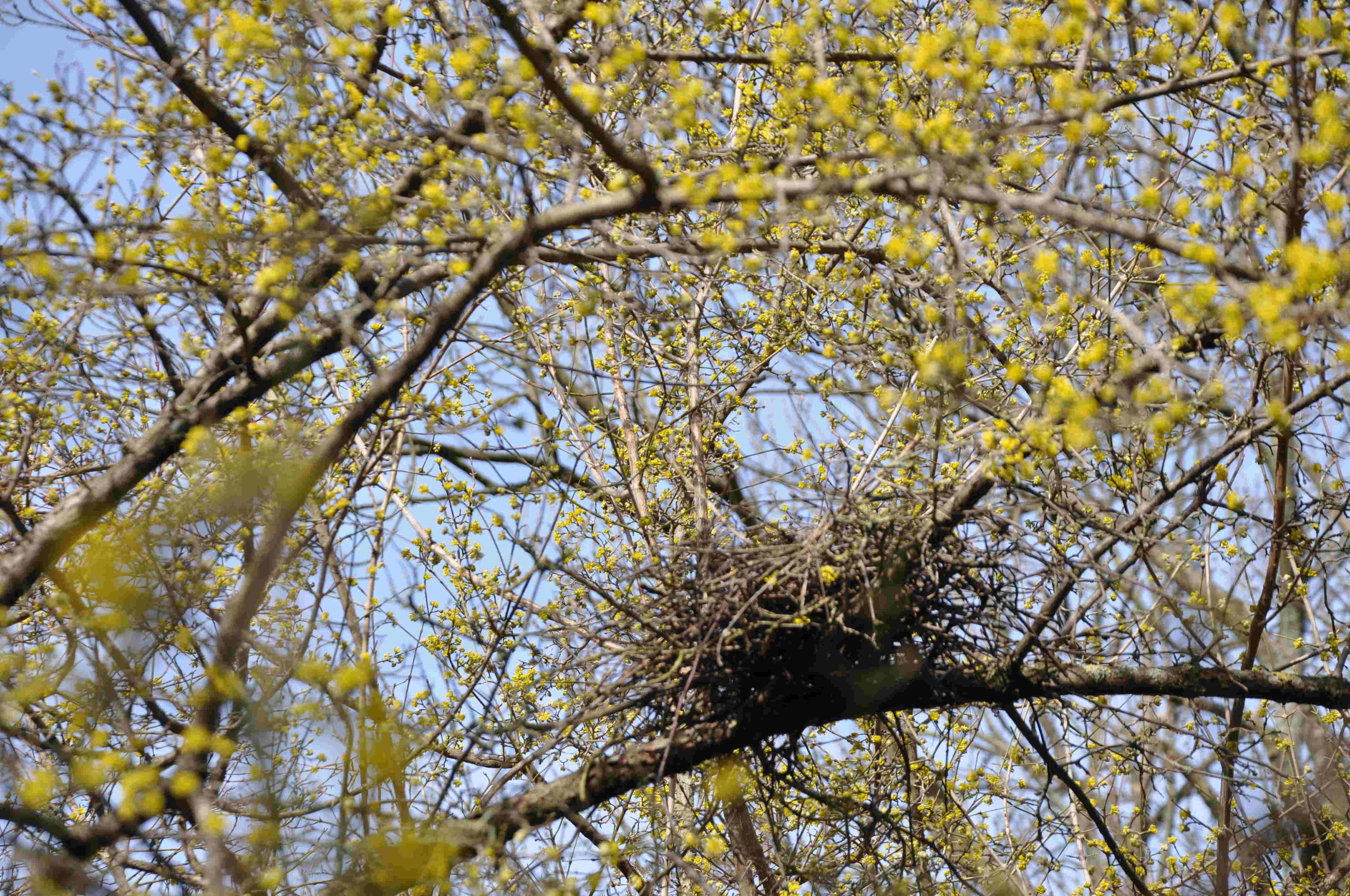 Fåglarna trivs i skyddet av det täta grenverket hos körsbärskornellen.