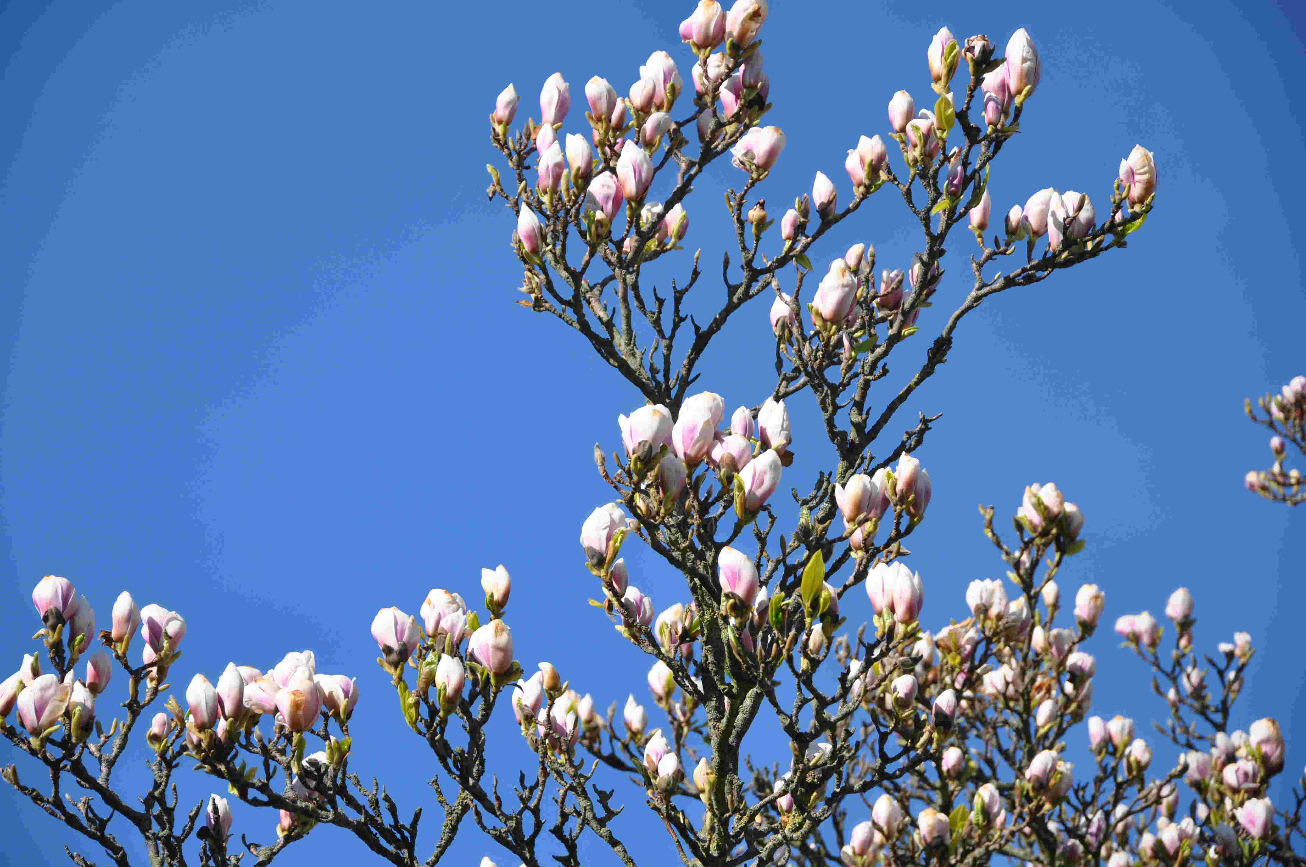 Magnolian kan bli en stor buske med åren.