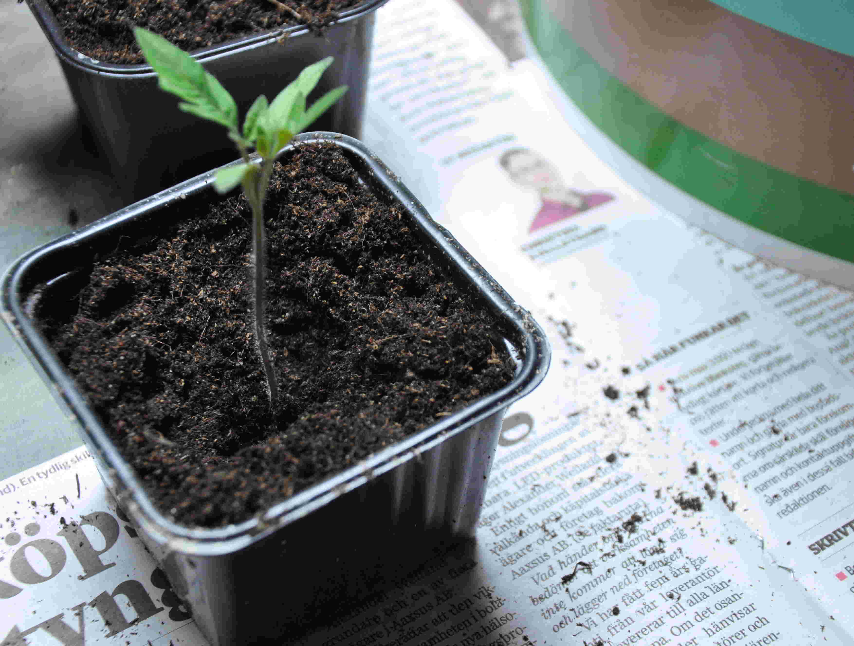 Tomatplantor planteras djupt vid omskolning för att bilda nya rötter.