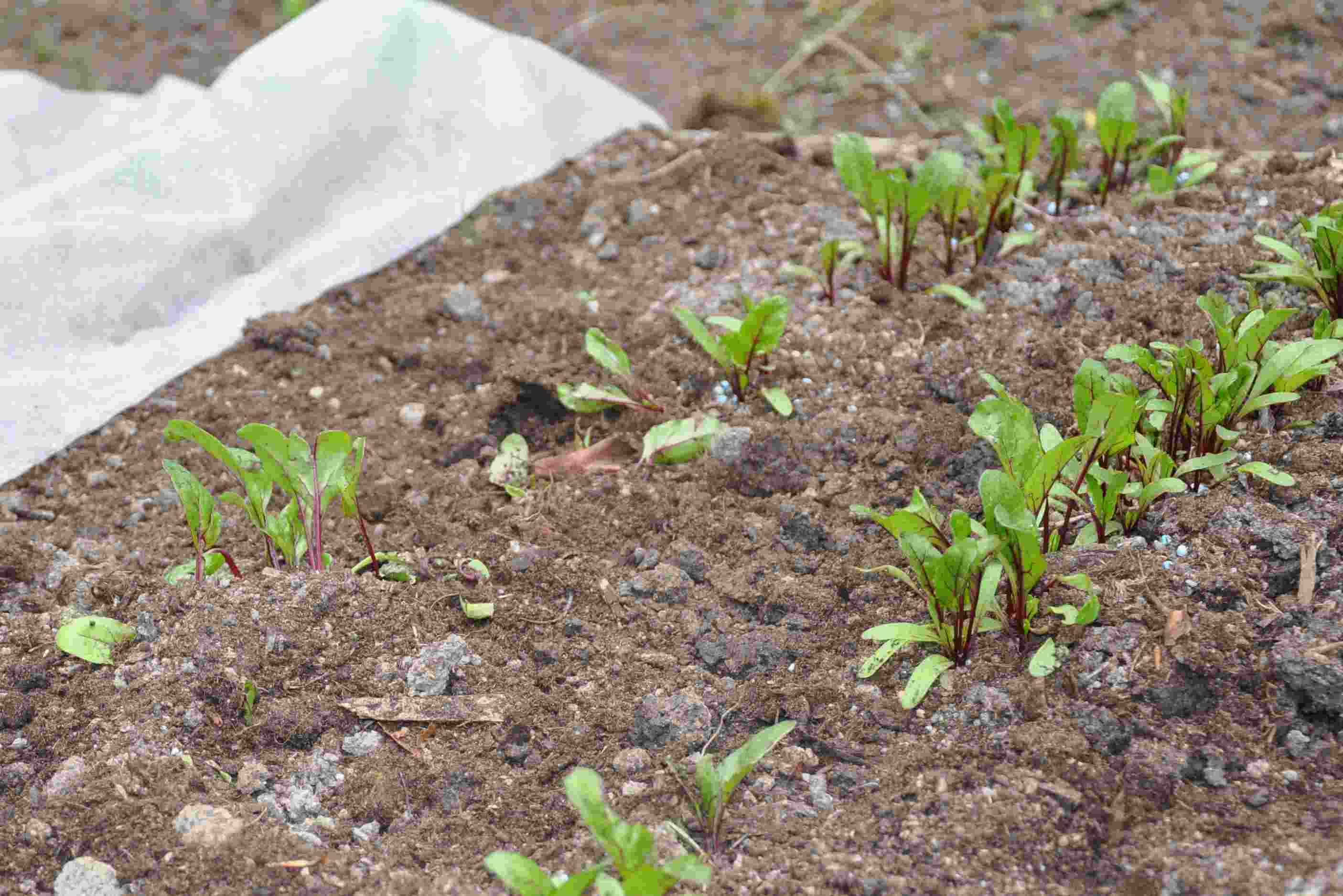 Många rotgrönsaker kräver en lucker jord och regelbunden vattning för att växa bra.