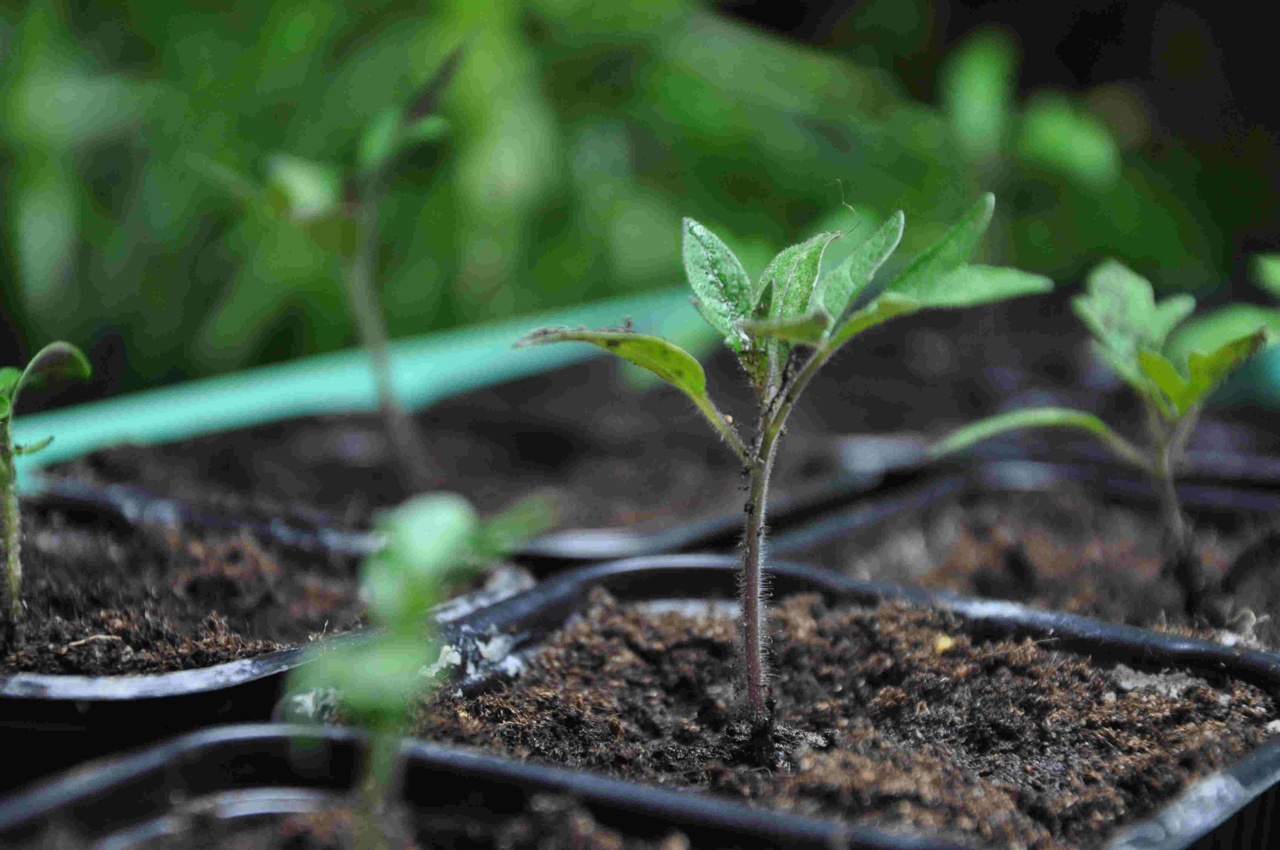 Tomatplantor skolas om till större krukor an efter de växer.