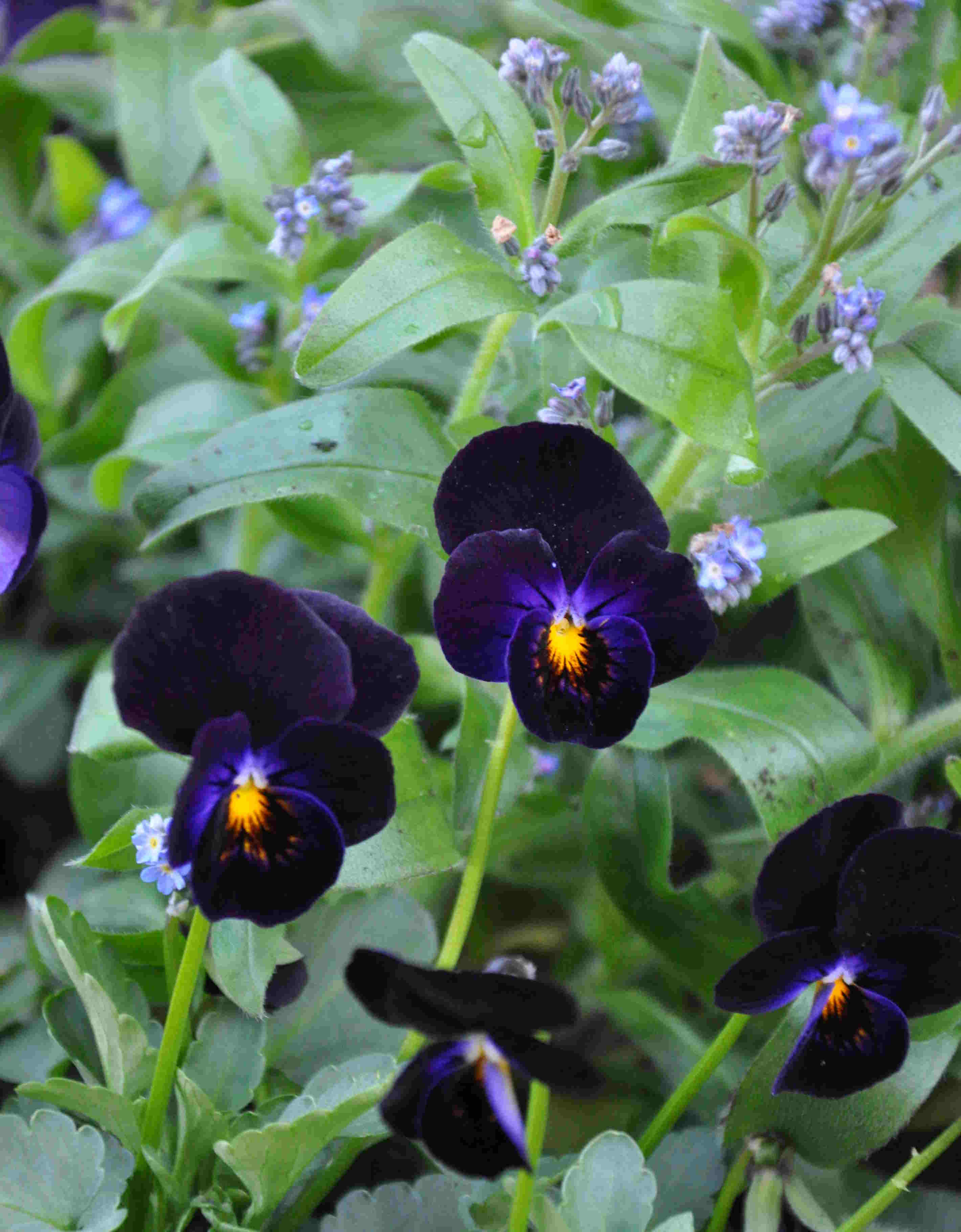 Penseer är de tidigaste violerna att odla i kruka.