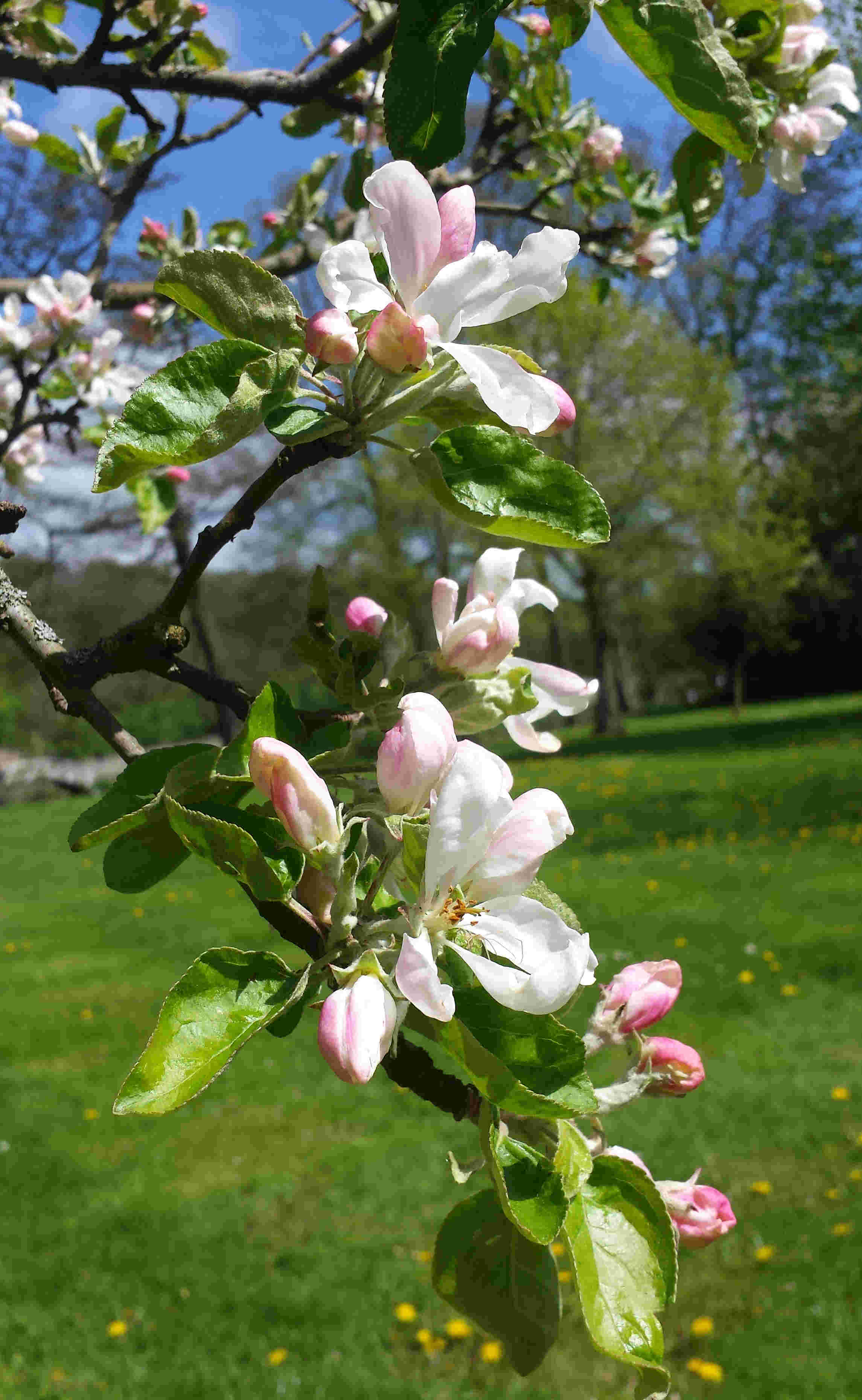 Äppleträden pollineras av bin och andra insekter.
