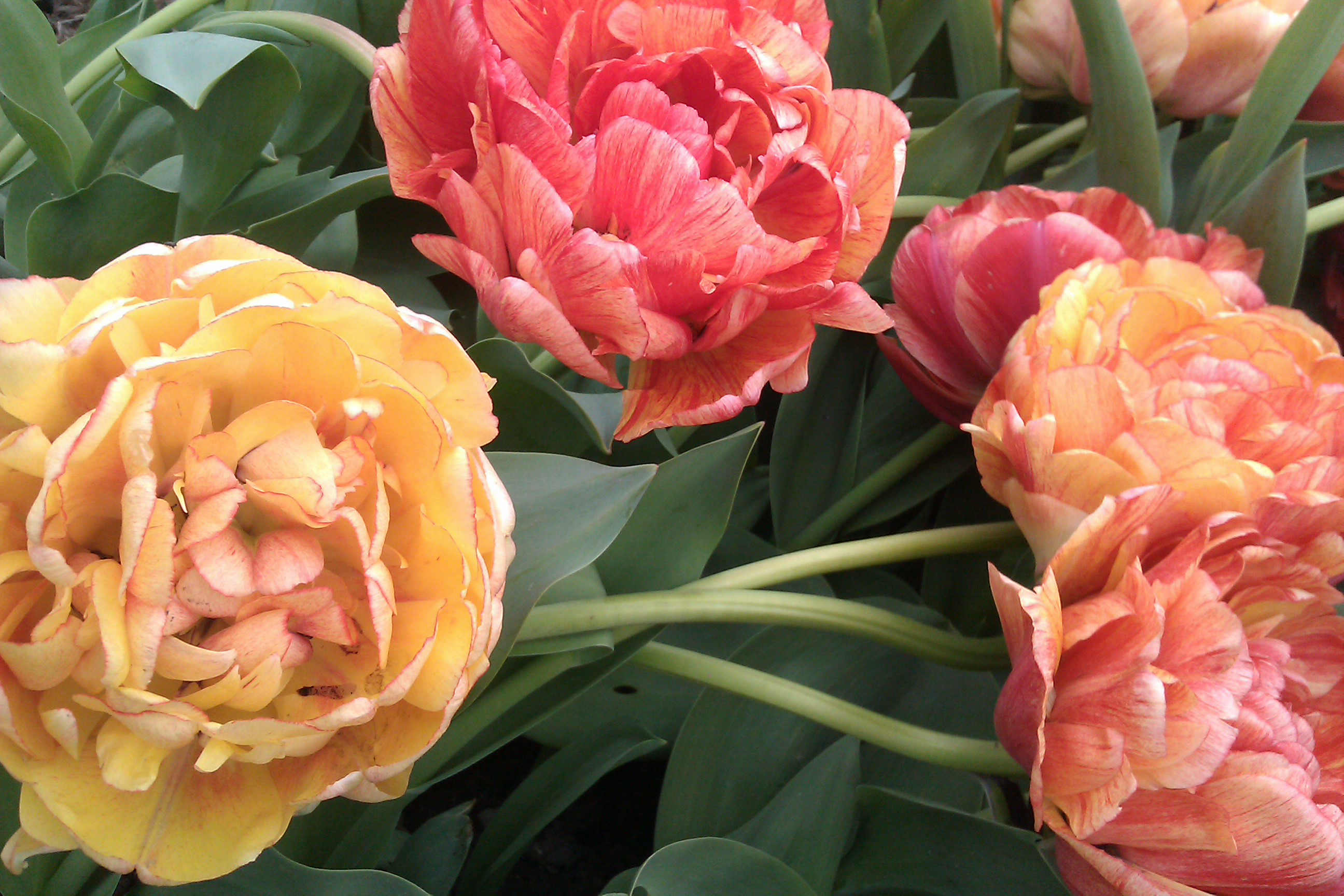 Fylldblommande tulpaner får tunga blommor som lätt bryts av regn och vind.