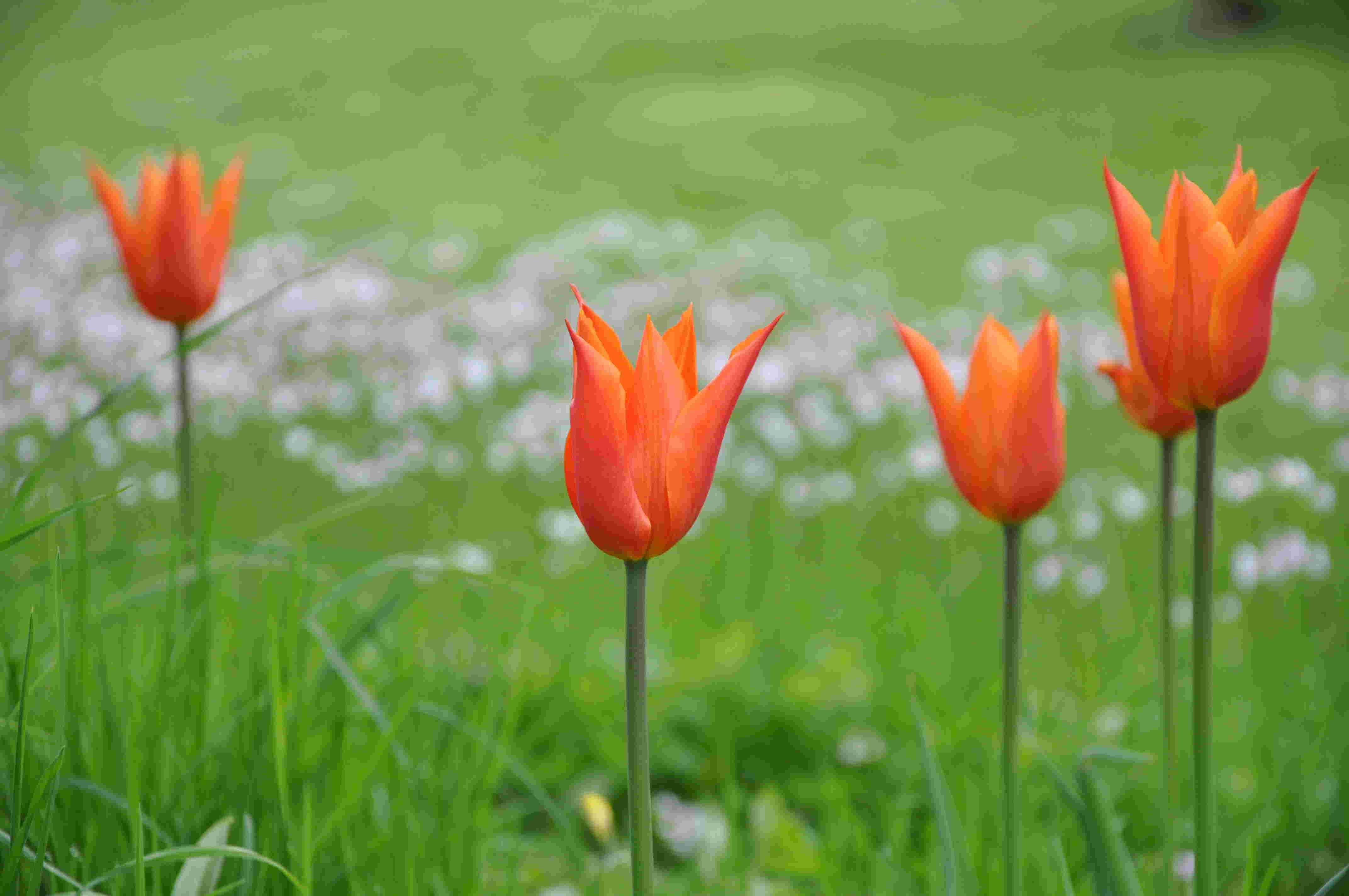 Tulpaner är underbara vårblommor som funkar i rabatt och gräsmatta.