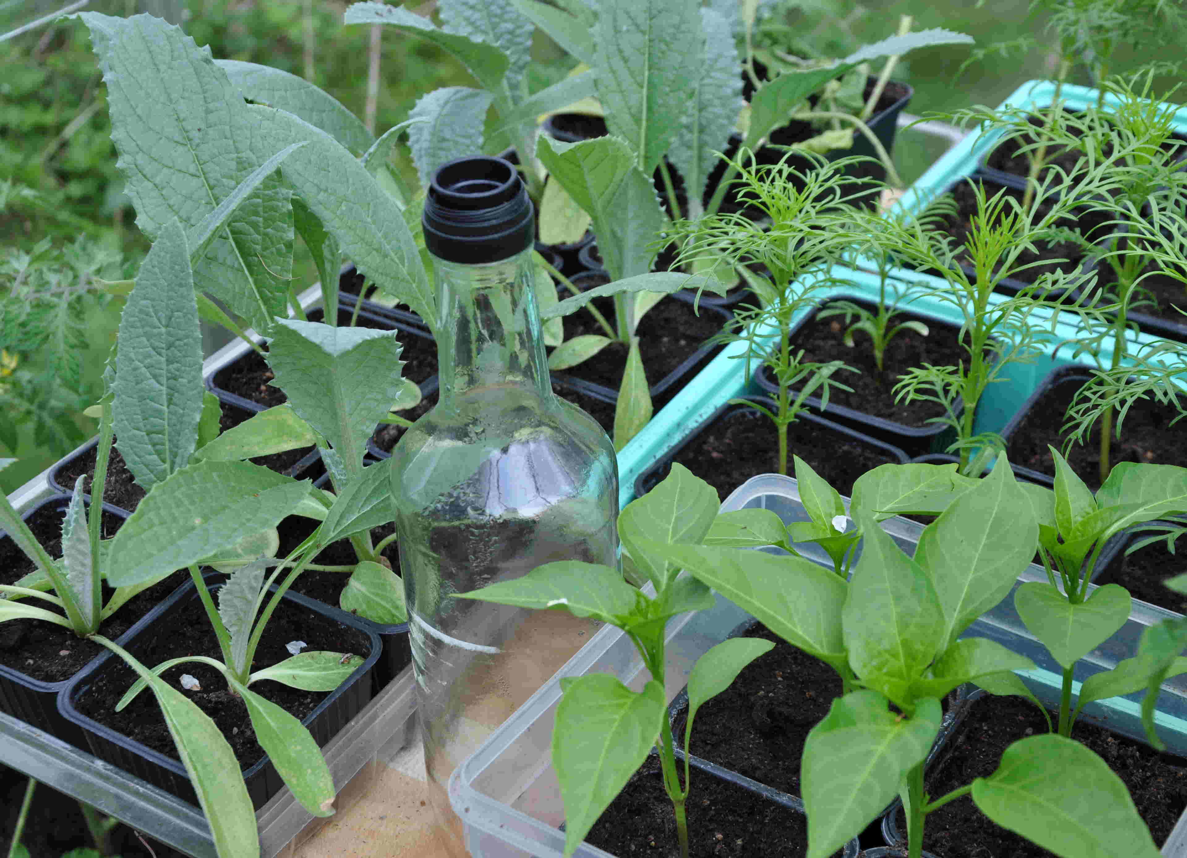 Småplantor kan gärna förodlas i växthuset där det är ljust och lagom temperatur.