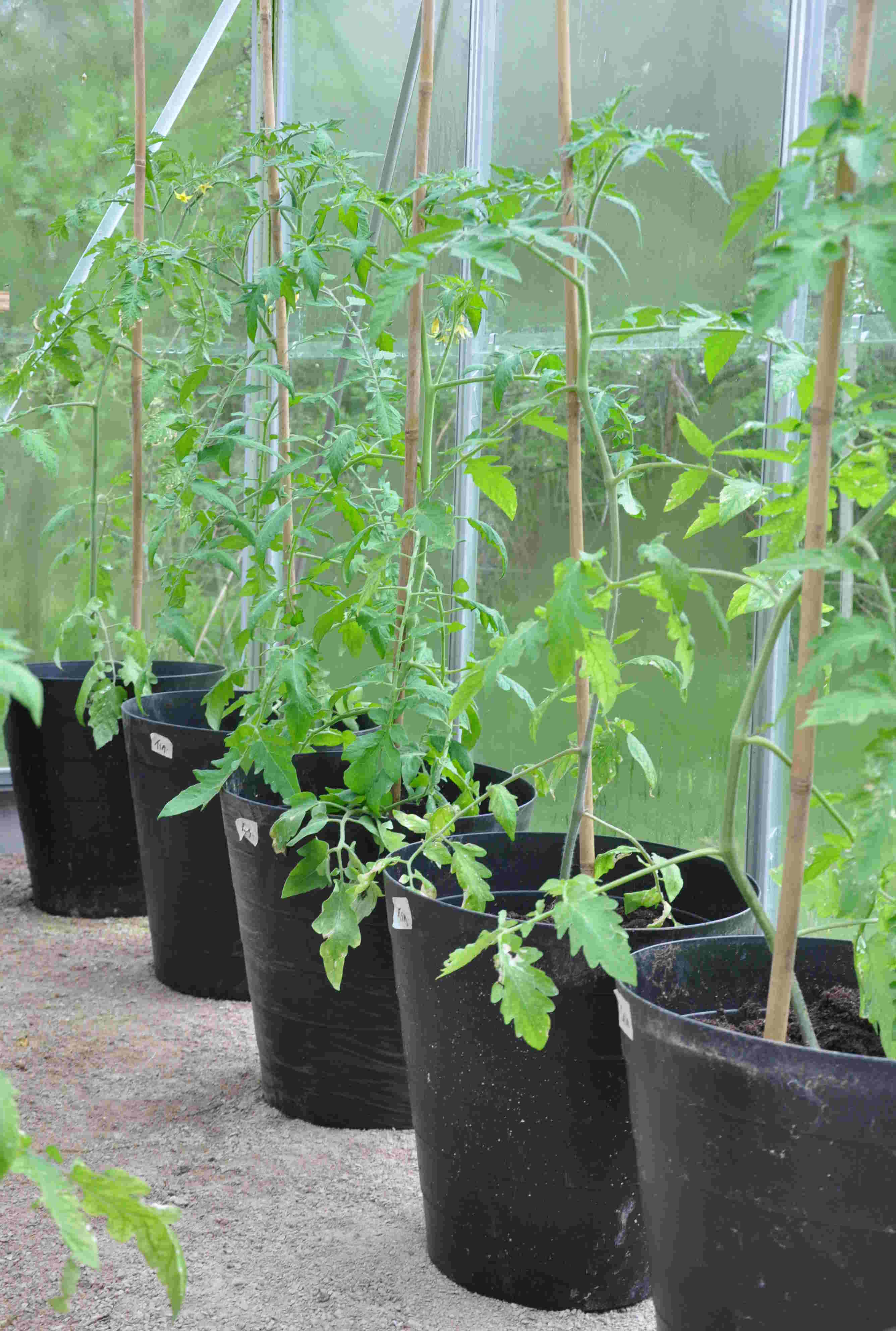 Tomatplantorna kräver rejäl jordvolym med välgödslad jord.