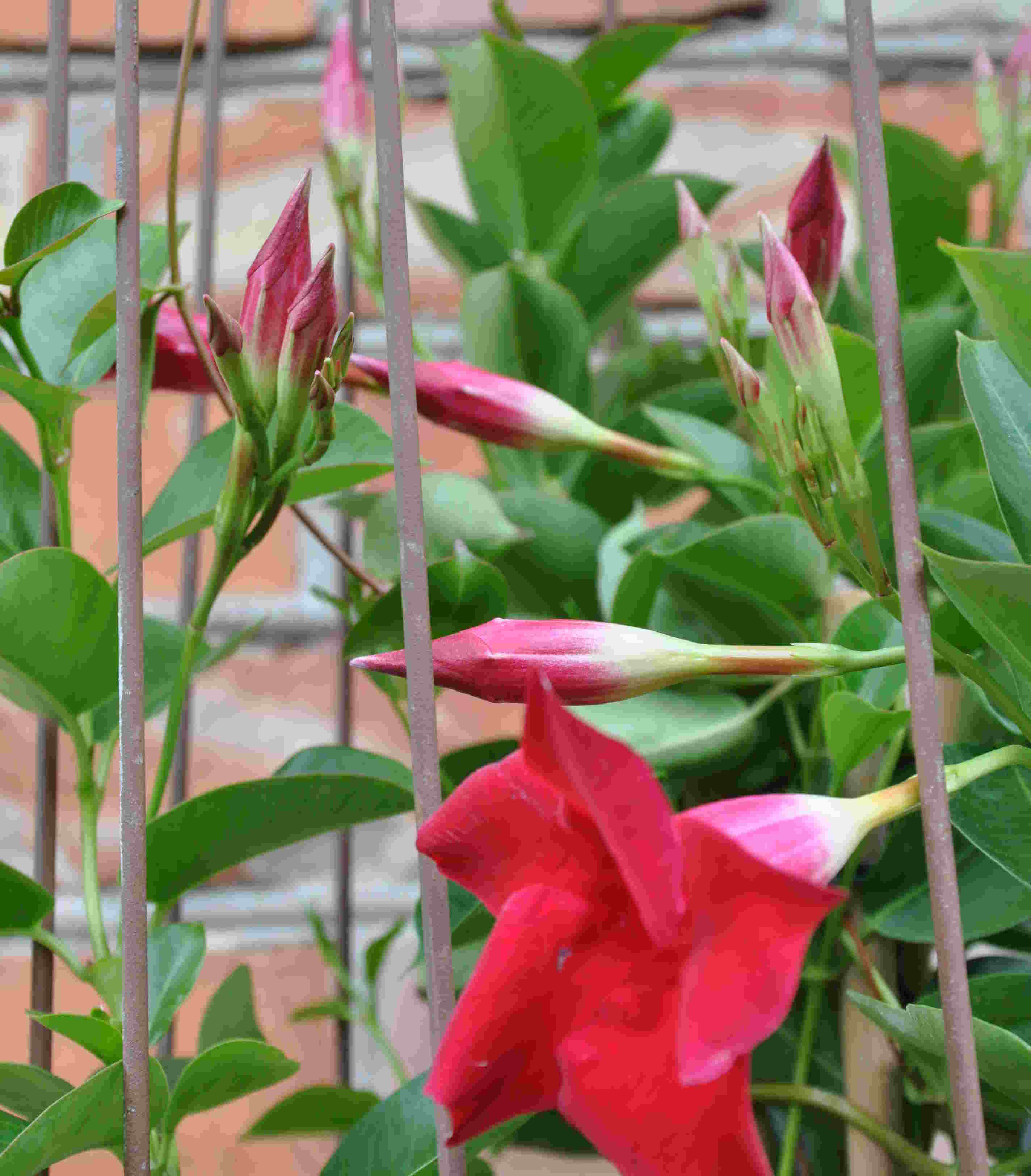Klängväxten Mandevilla har blommor i rött, rosa eller vitt.