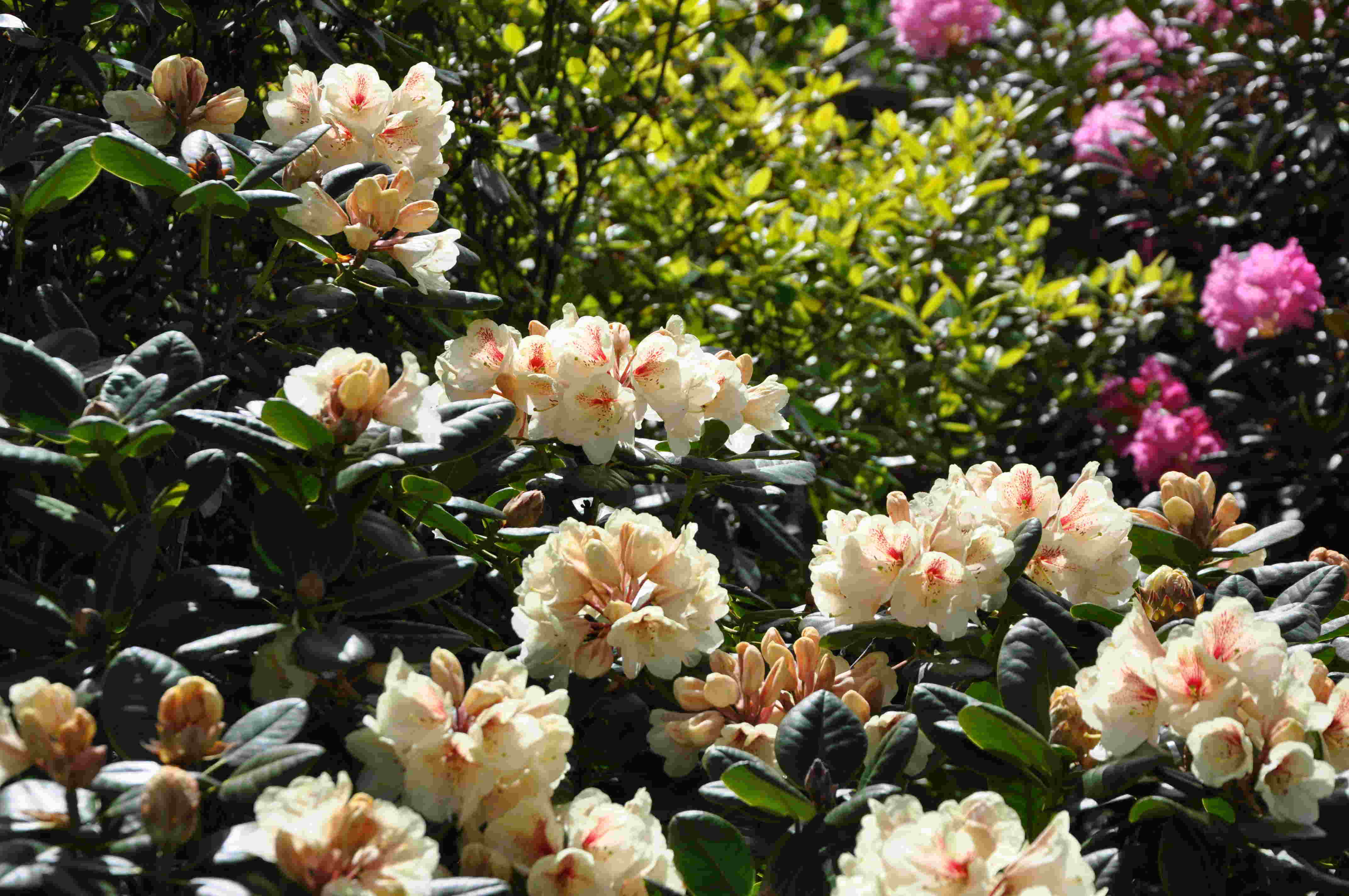 Rhododendron finns i nästan vilka färger som helst.