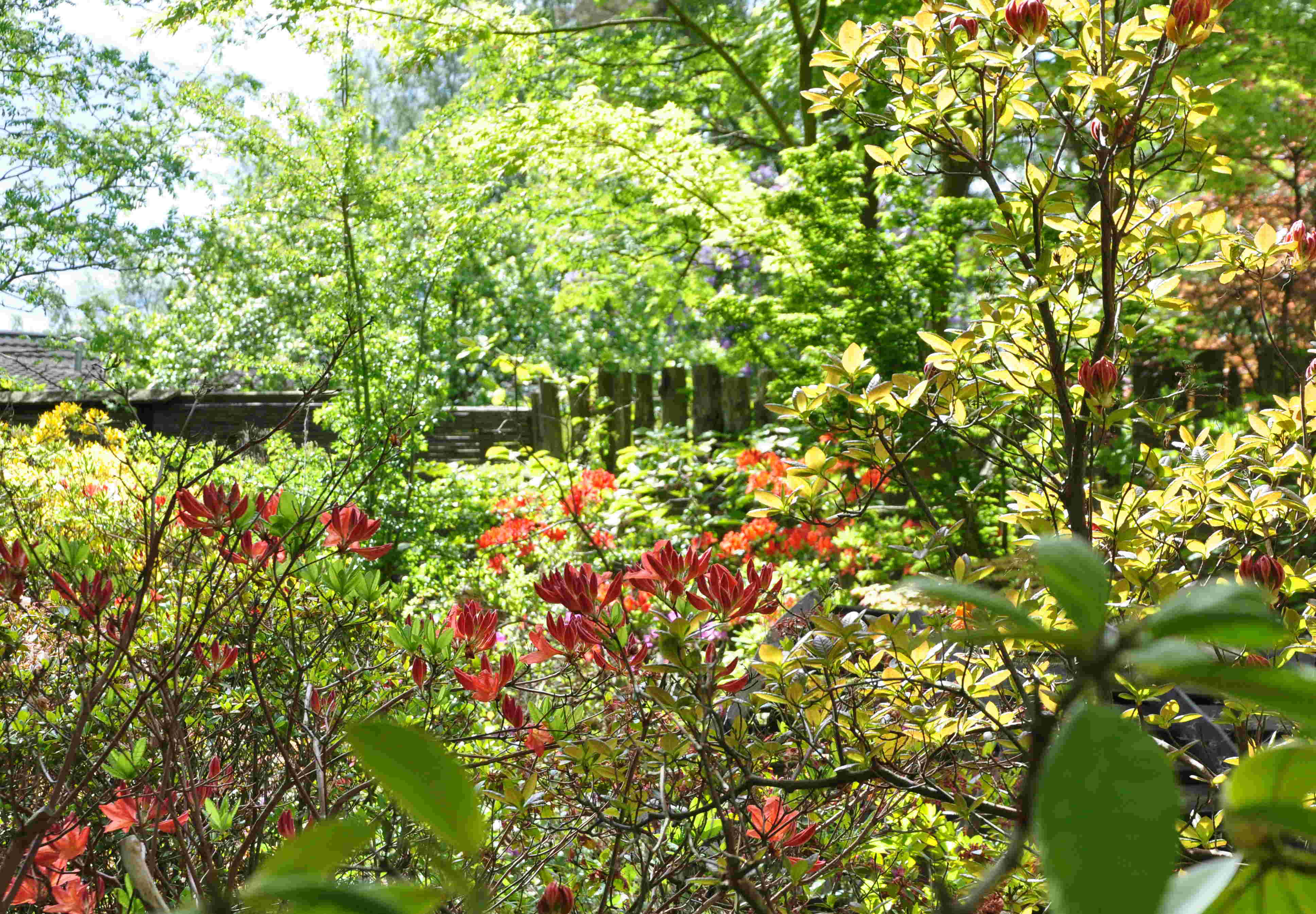 Halvskugga och fuktig jord är bra för rhododendron.