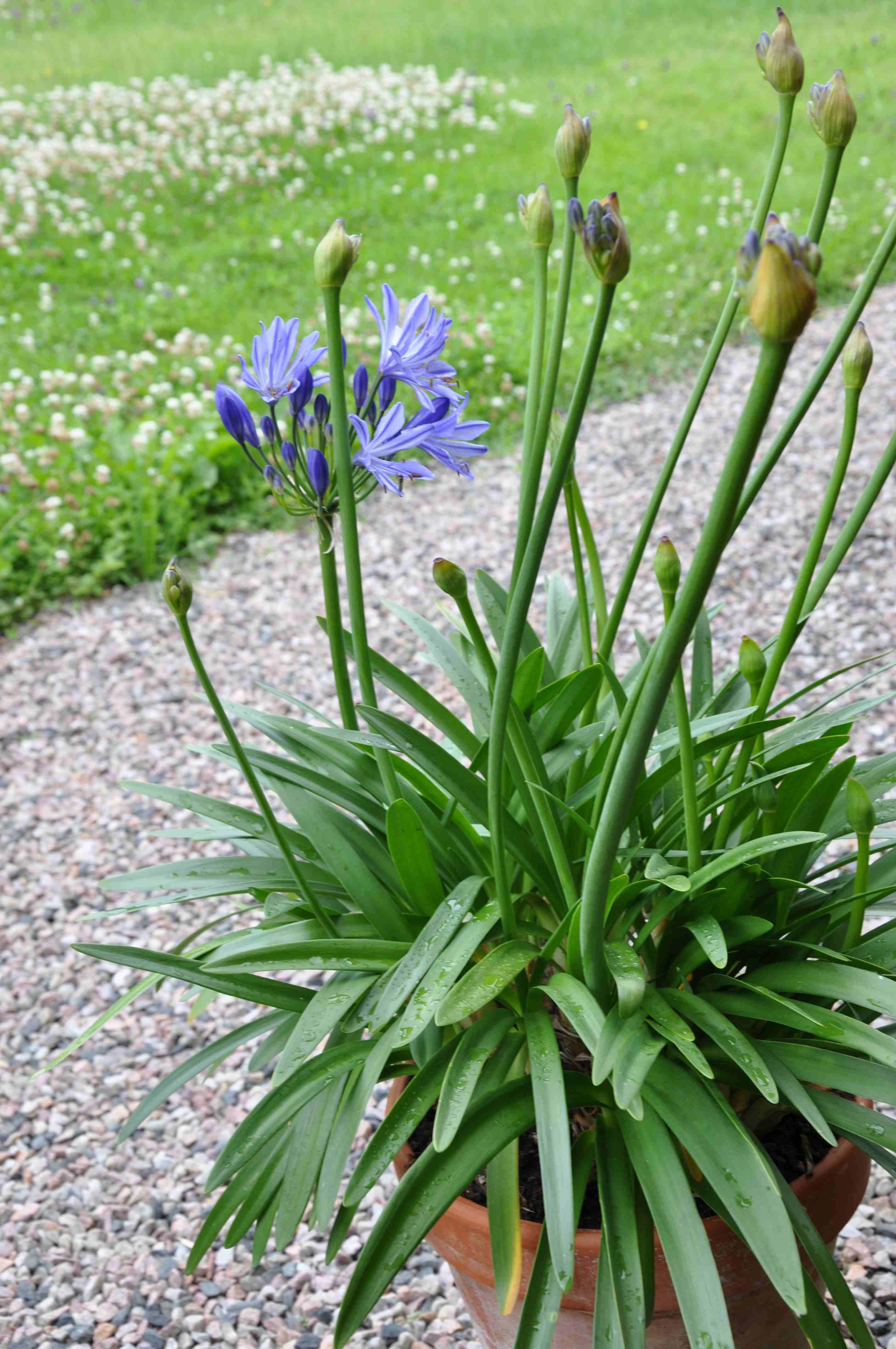 Agapanthus Praecox Greenspire Tr Dg Rdskonsult