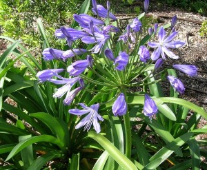 Agapanthus Praecox Greenspire Tr Dg Rdskonsult