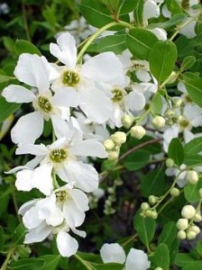 Pärlbusken är en favoritväxt för Greenspire Trädgårdskonsult med sin vackra blomning i maj månad.