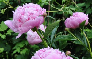 Ljuvligt rosa pion Sarah Bernhardt i Greenspires trädgård.