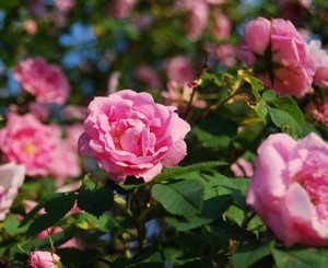 Kraftigväxande Hurdalsrose har djupt rosa blommor och ett grågrönt bladverk.