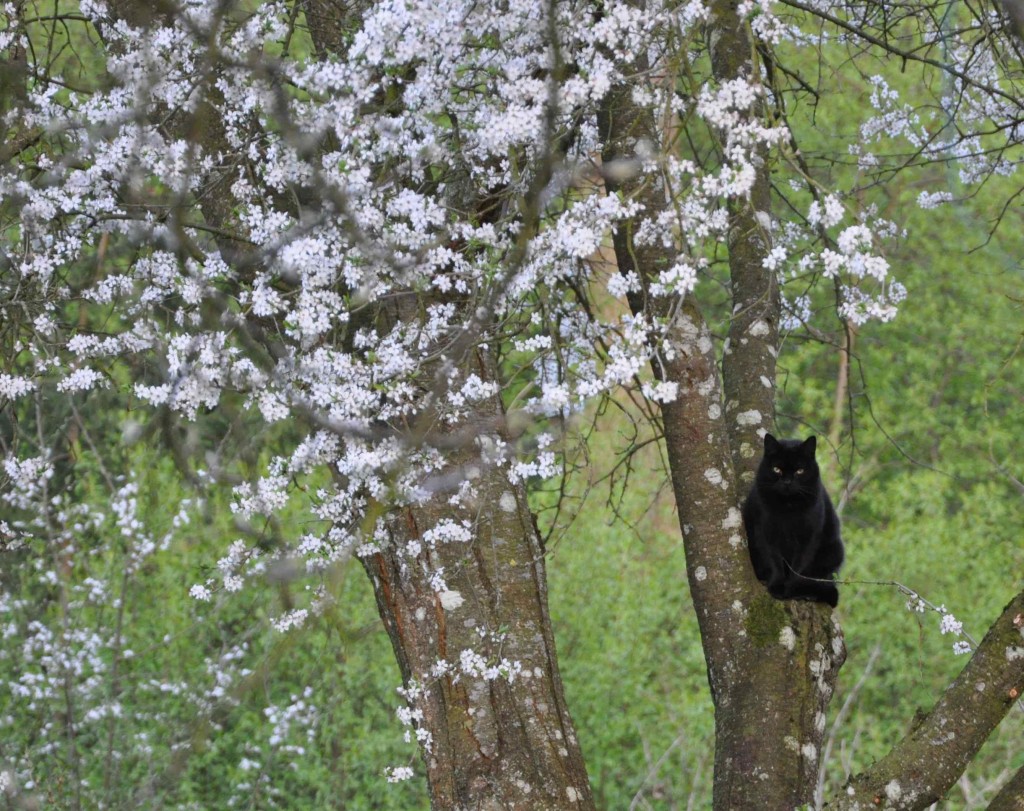 Svart katt i vitt träd. Blommande körsbärsplommon doftar över hela trädgården.