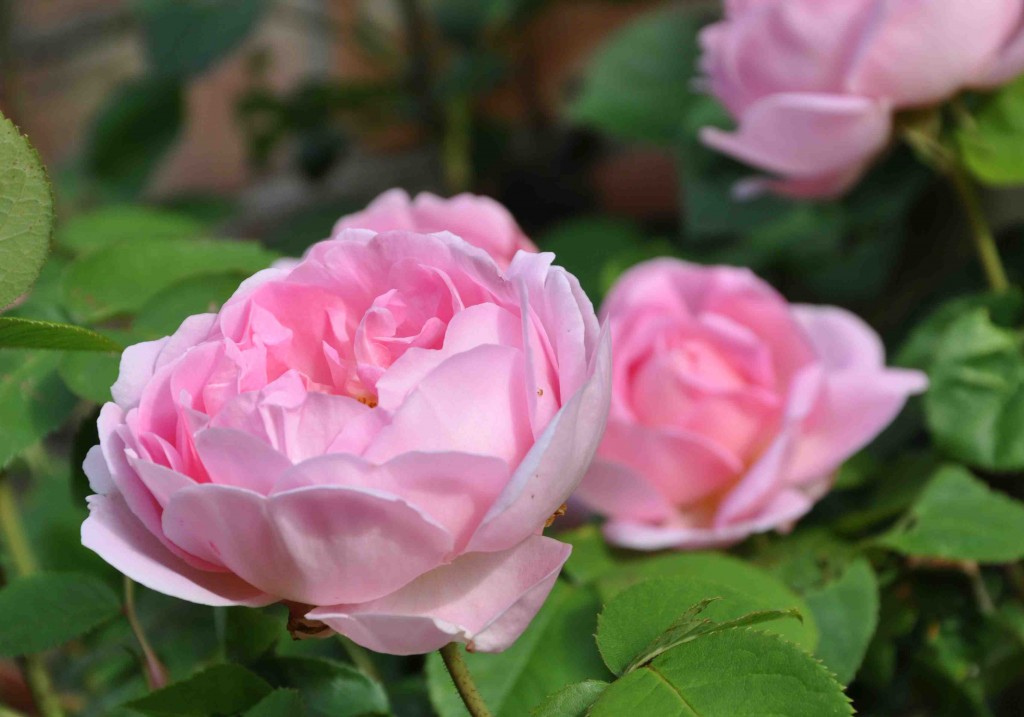 Storblommig och läcker är den doftande rosen Constance Spry.