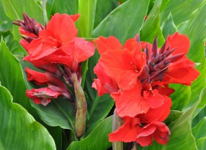 Röd kanna med långvarig blomning är ett ståtligt blomval för stora planteringskärl.